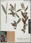 Foto von Salix appendiculata Vill. x Salix eleagnos Scop.